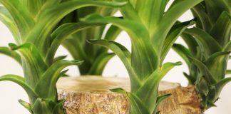 Yucca Palme