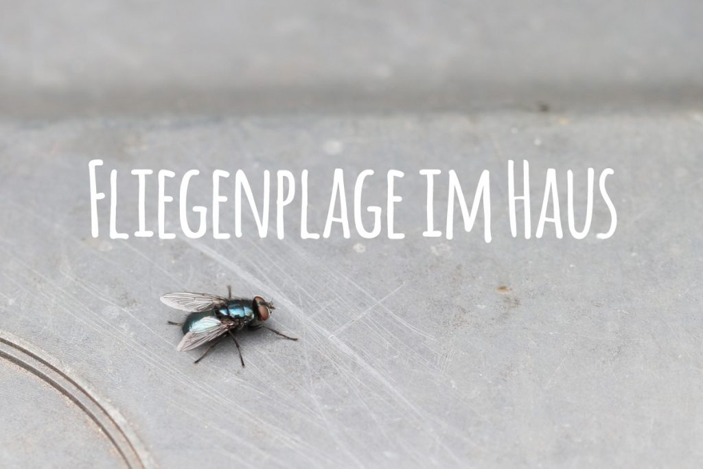 Fliegenplage im Haus