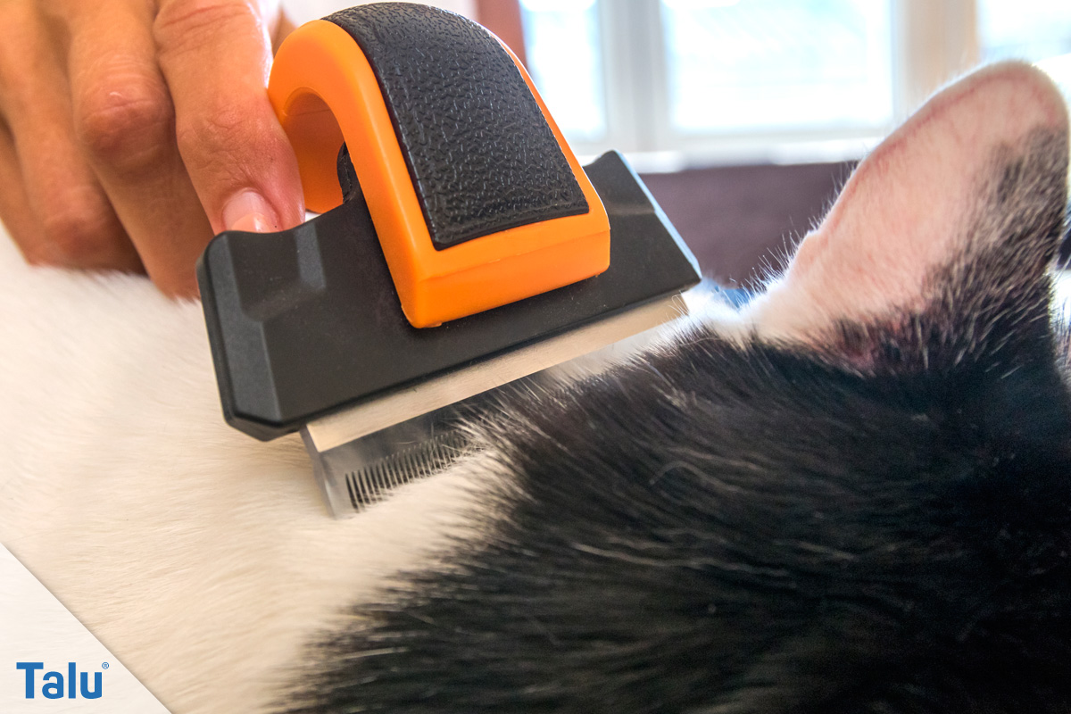 Katzenflöhe bekämpfen