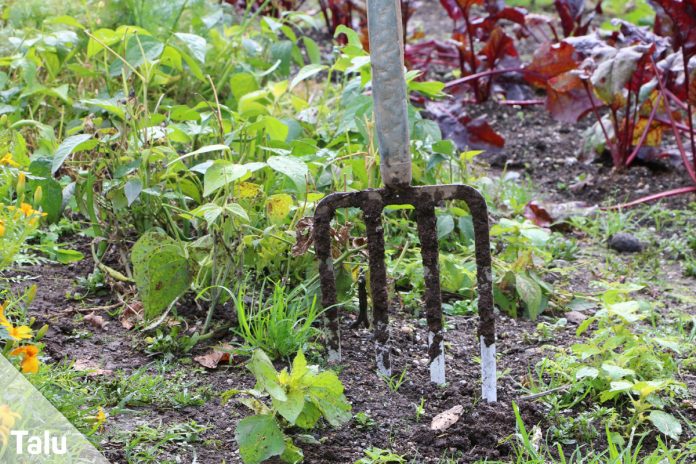 Rasen lüften - Anleitung - Hinweise zu Geräten & Zeitpunkt - Talu.de