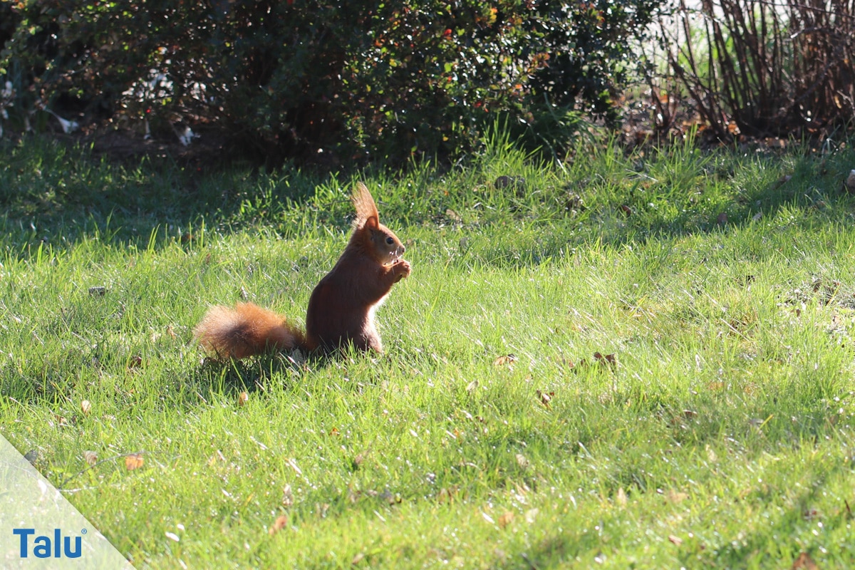 Eichhörnchen füttern