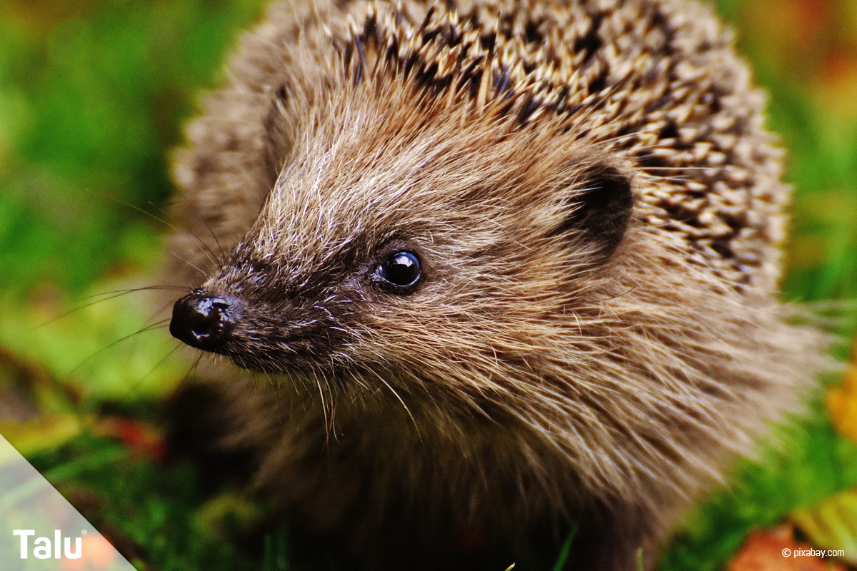 Igel überwintern