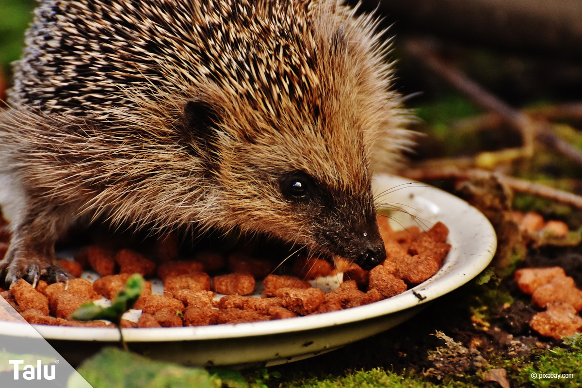 Igel füttern