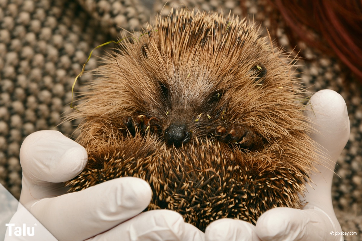 Igel überwintern