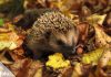 Igel überwintern