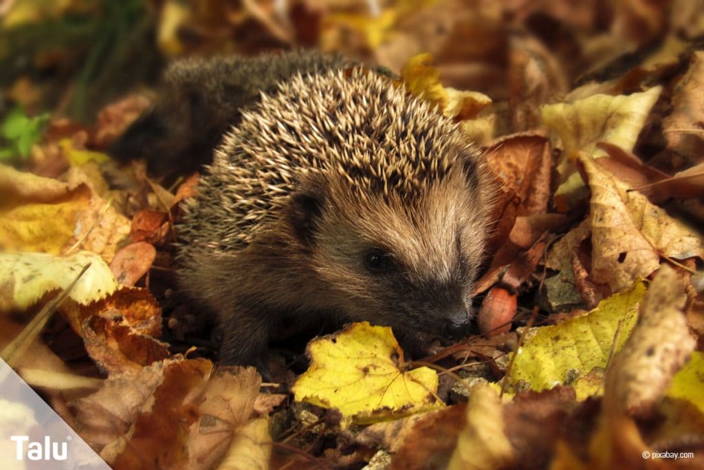 Igel überwintern