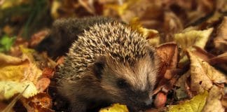 Igel überwintern