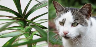 Ist der Drachenbaum giftig?