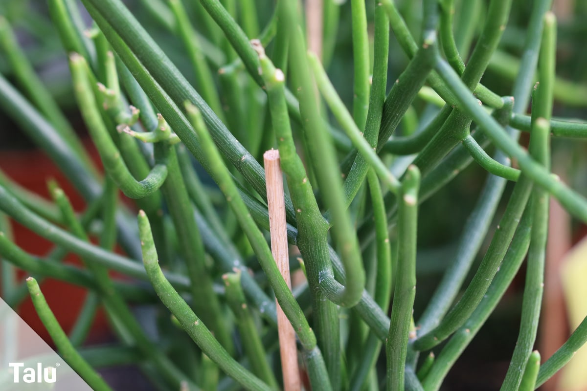 Euphorbia tirucalli