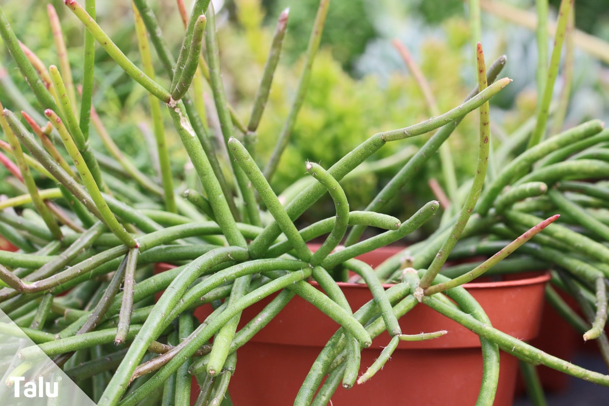 Rhipsalis baccifera