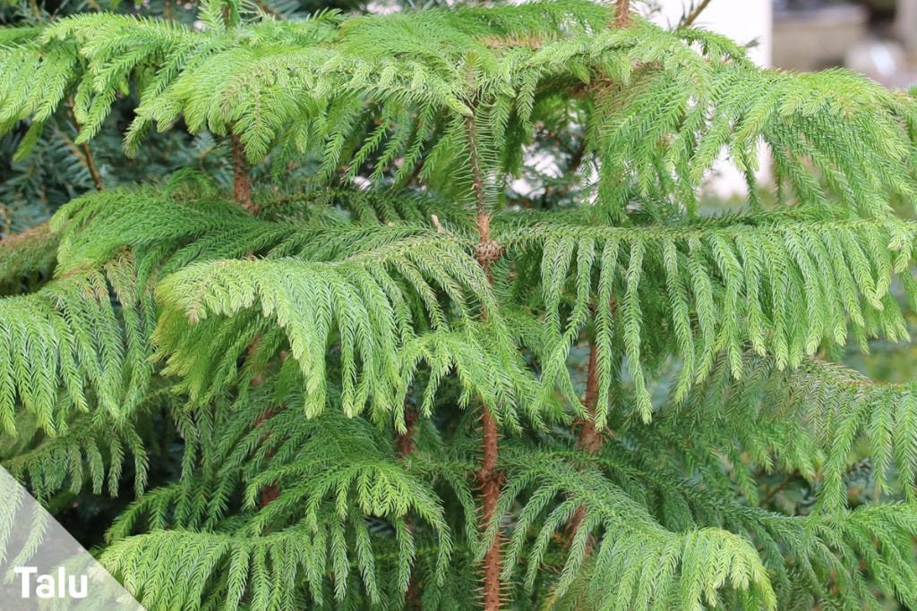 50 ungiftige Pflanzen für Katzen | Katzenfreundliche Zimmerpflanzen