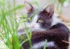 Ungiftige Pflanzen für Katzen