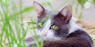 Ungiftige Pflanzen für Katzen