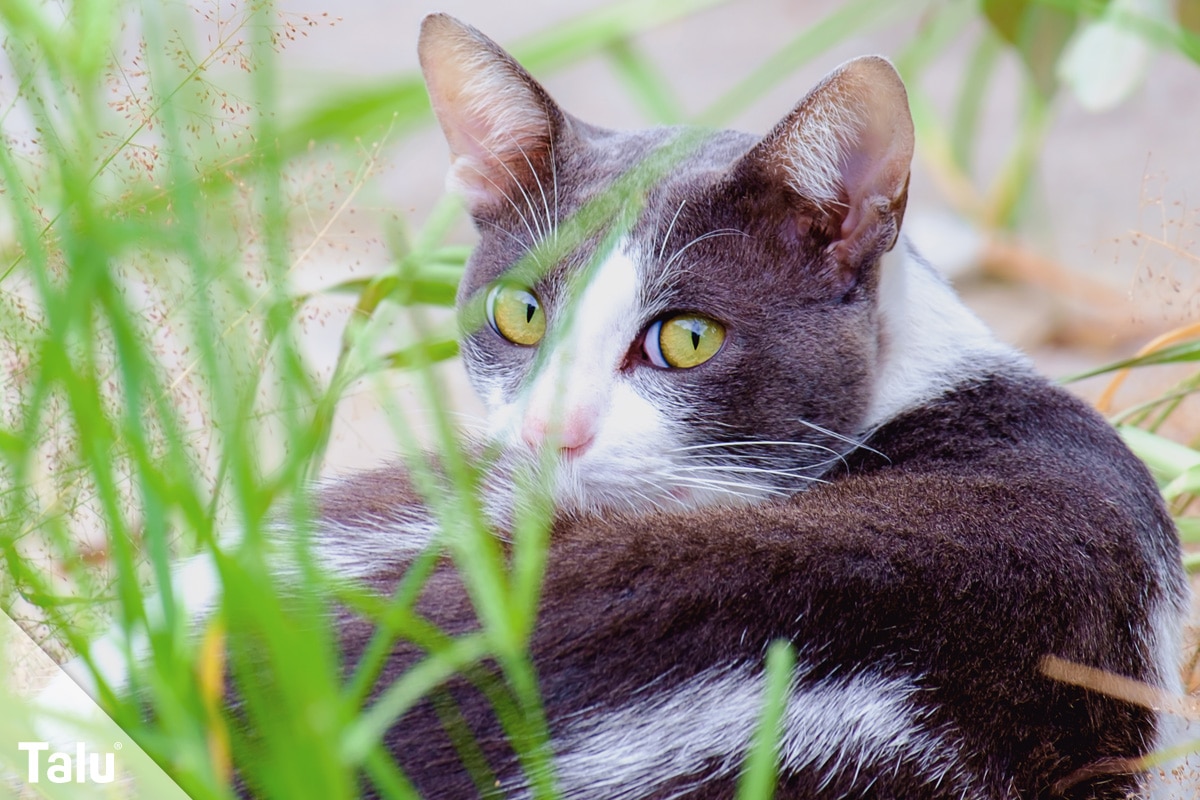 Ungiftige Pflanzen für Katzen