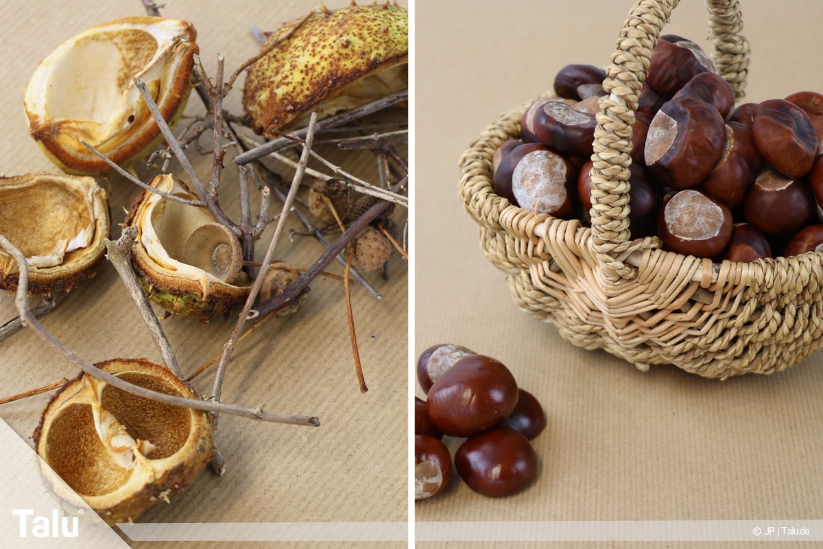 Herbstdeko mit Kastanien basteln, Naturmaterialien