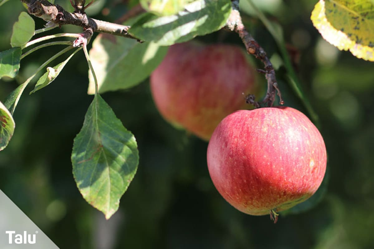 Obst und Gemüse, die man mit Schale essen kann, Äpfel
