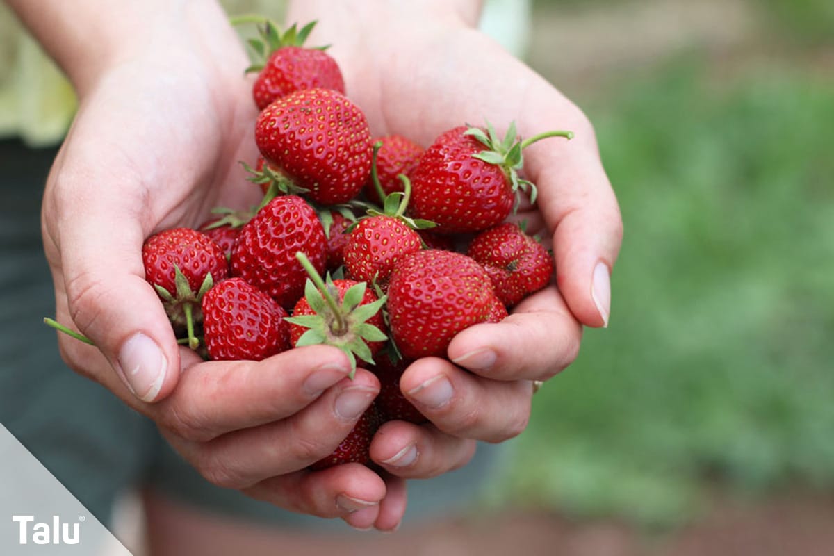 Obst und Gemüse, die man mit Schale essen kann, Erdbeeren