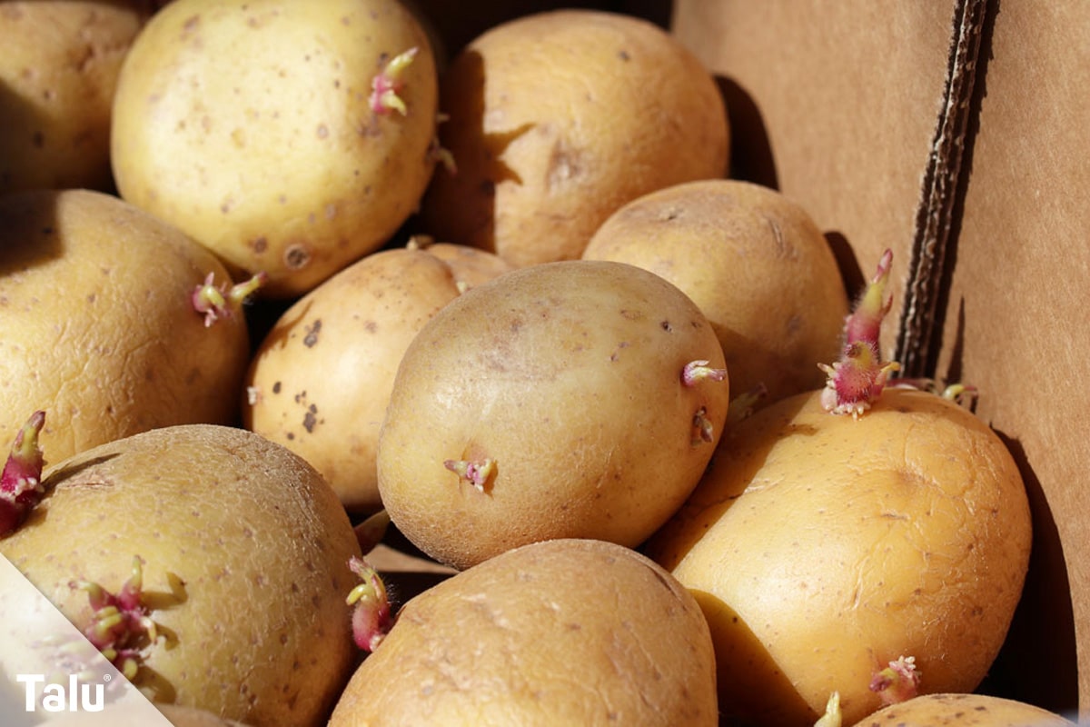 Obst und Gemüse, die man mit Schale essen kann, Kartoffeln