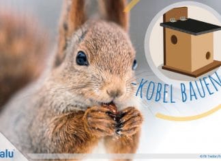 Kobel bauen, Eichhörnchenhaus aus Holz