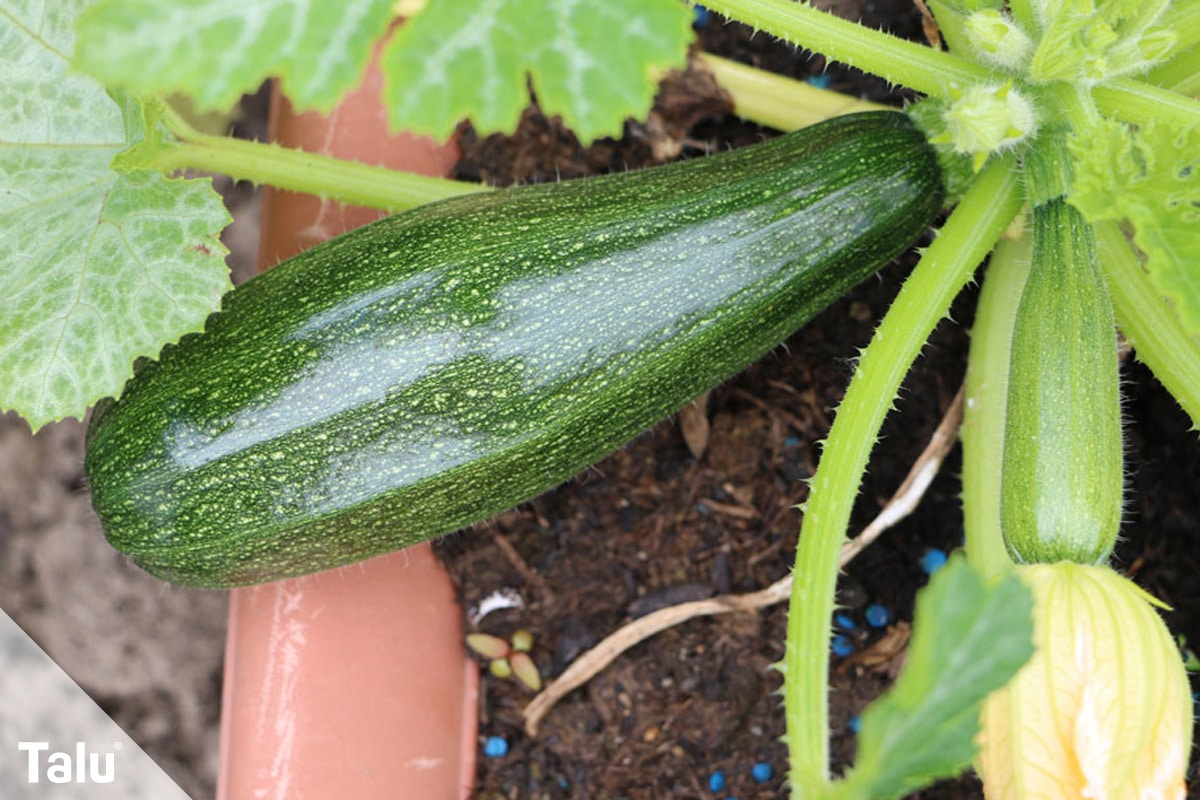 Obst und Gemüse, die man mit Schale essen kann, Zucchini