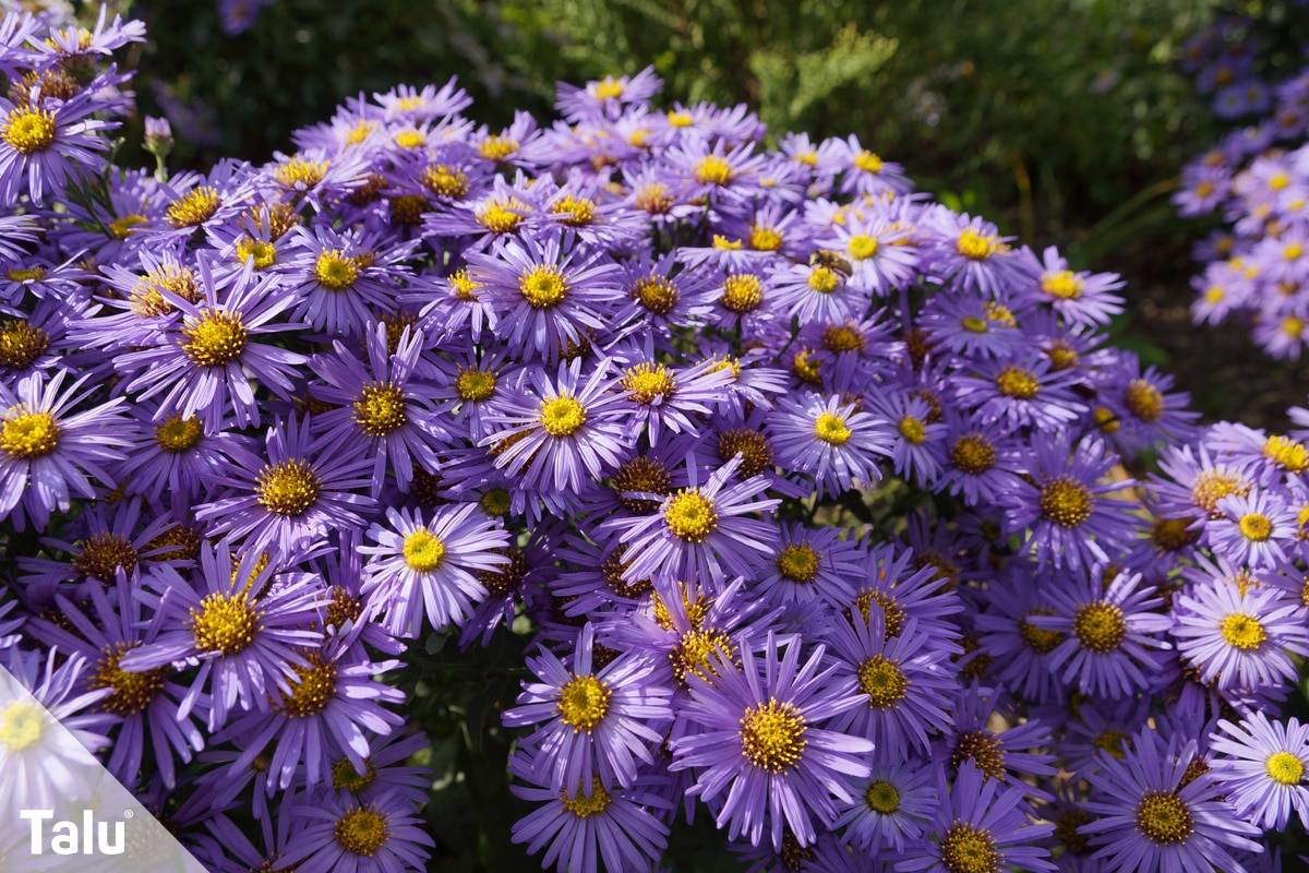 Sind Astern winterhart im Garten und Topf, Astern im Gartenbeet