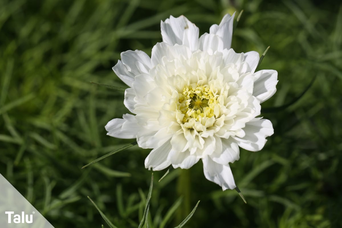 Sind Astern winterhart im Garten und Topf, weiße Sommeraster