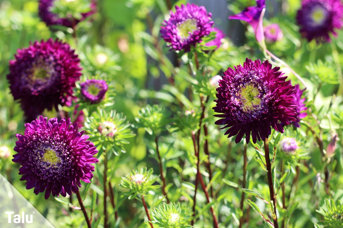 Sind Astern winterhart im Garten und Topf, Sommerastern