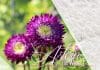 Sind Astern winterhart im Garten und Topf