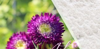 Sind Astern winterhart im Garten und Topf