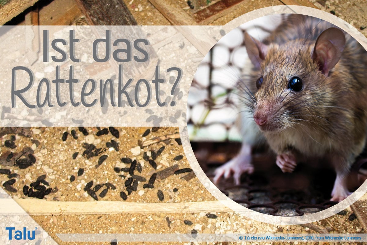 Ist das Rattenkot?