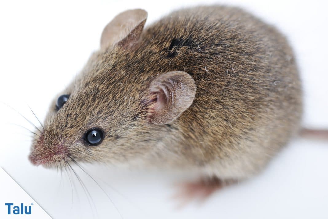 Ist das Rattenkot? So erkennen Sie Kot von Ratten richtig