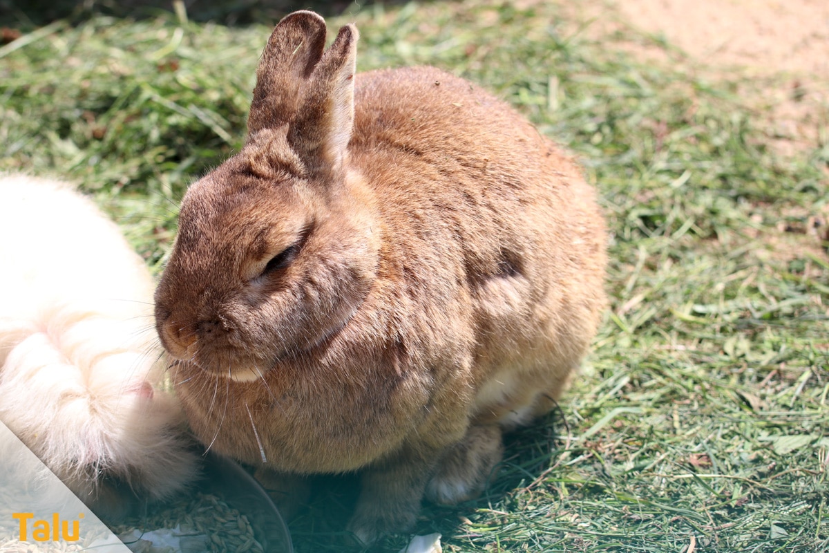 Kaninchenstall selber bauen, Hasenstall selber bauen, Hase im Freigehege