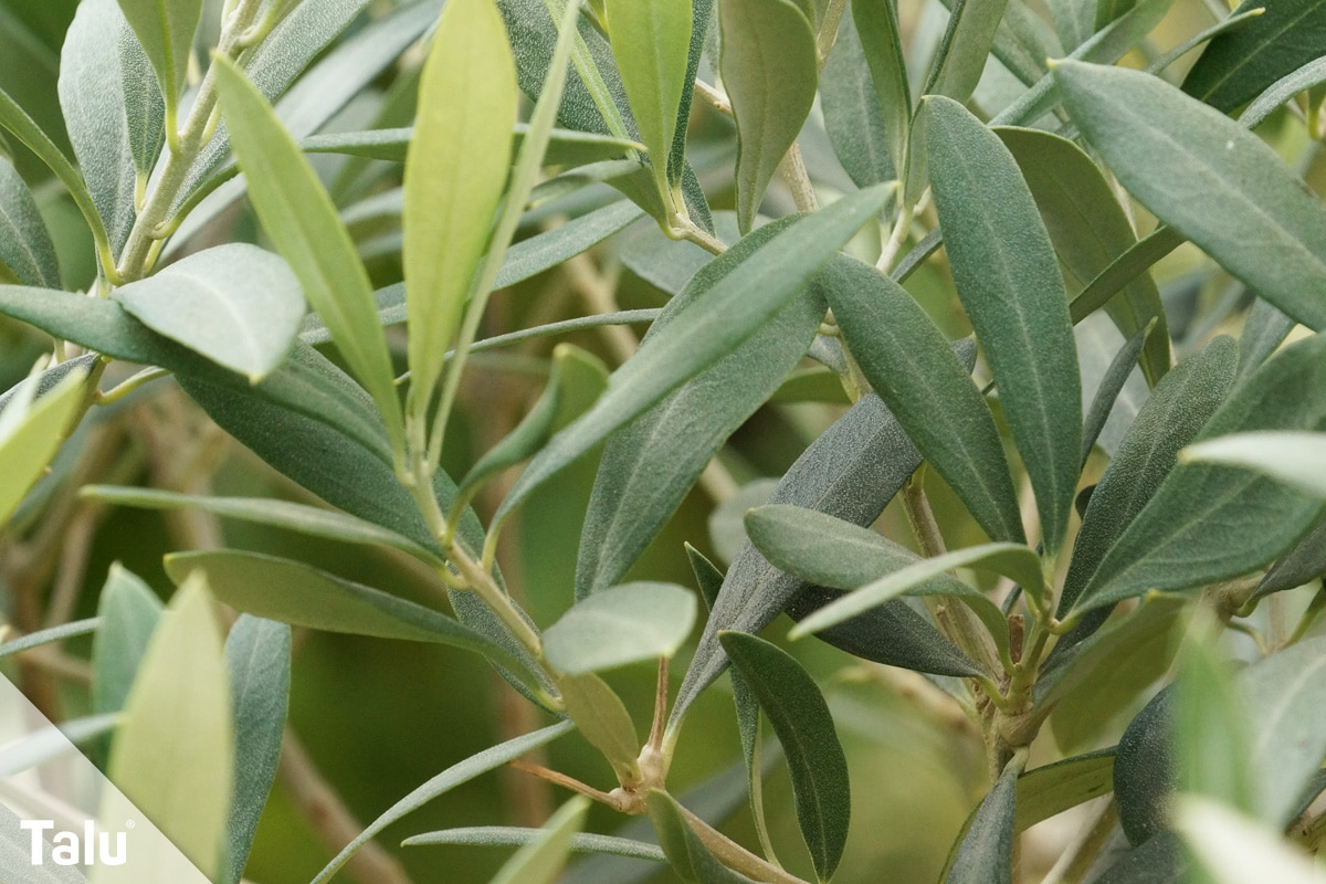 Oliven ernten, richtige Erntezeit