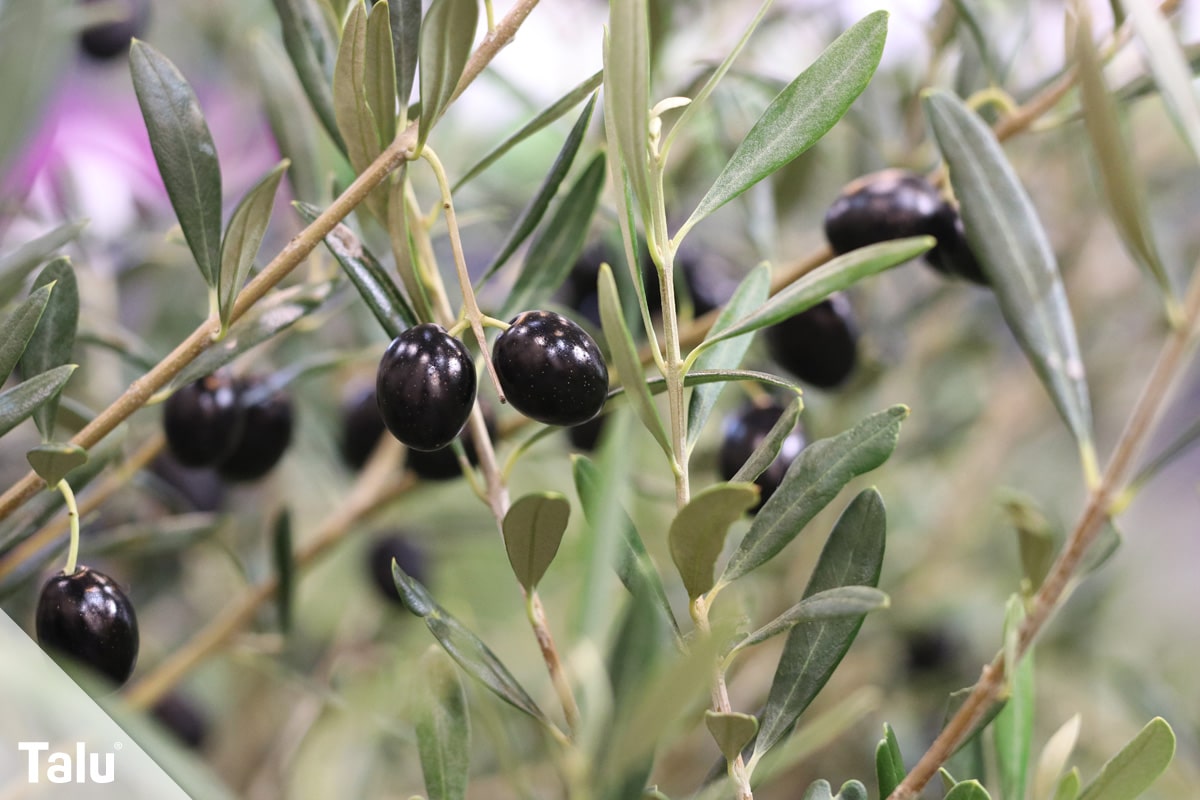Oliven ernten, Oliven mit schwarzer Färbung