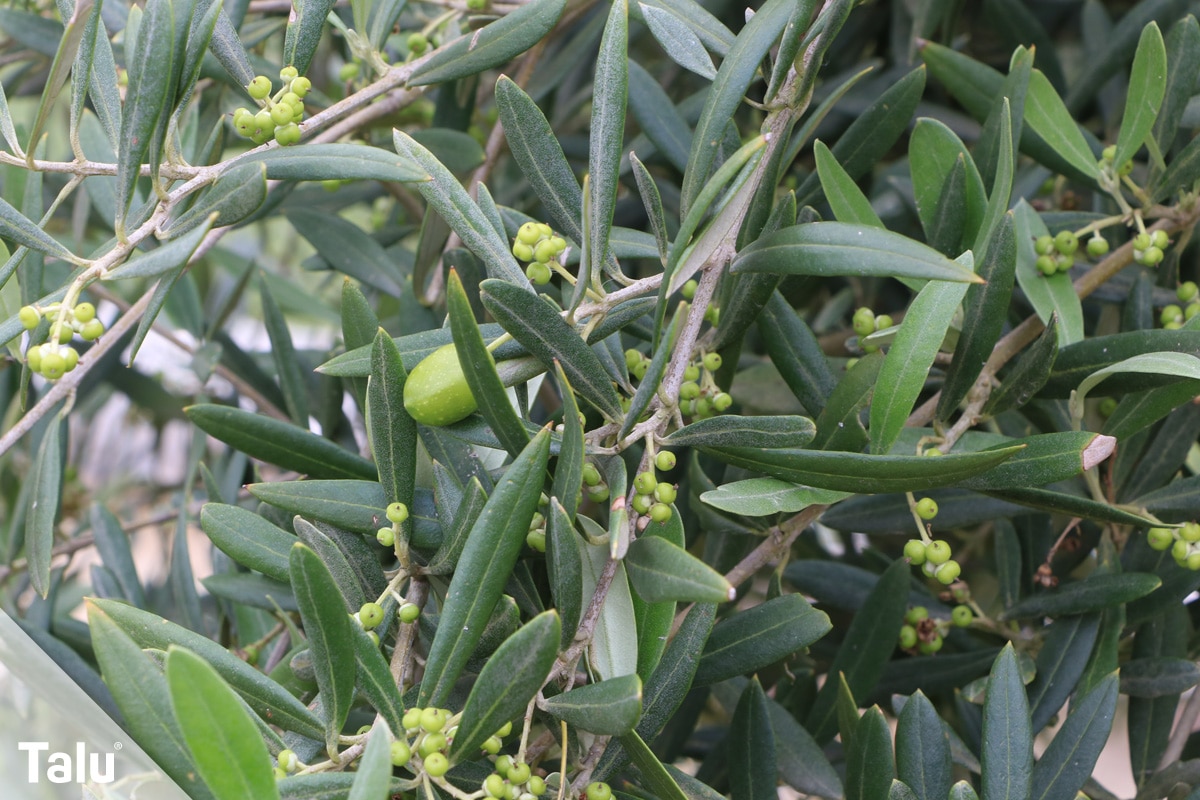 Oliven ernten, grüne Oliven am Olivenbaum