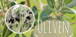 Oliven ernten, Erntezeit