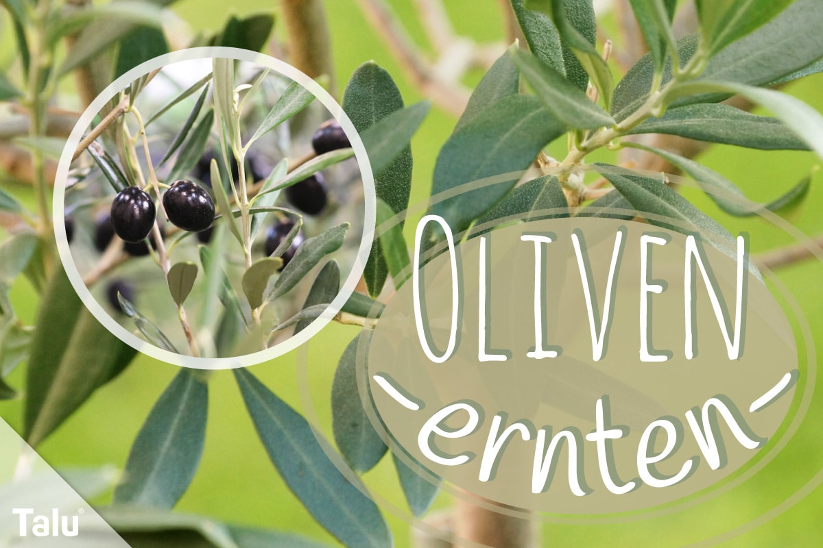 Oliven ernten, Erntezeit