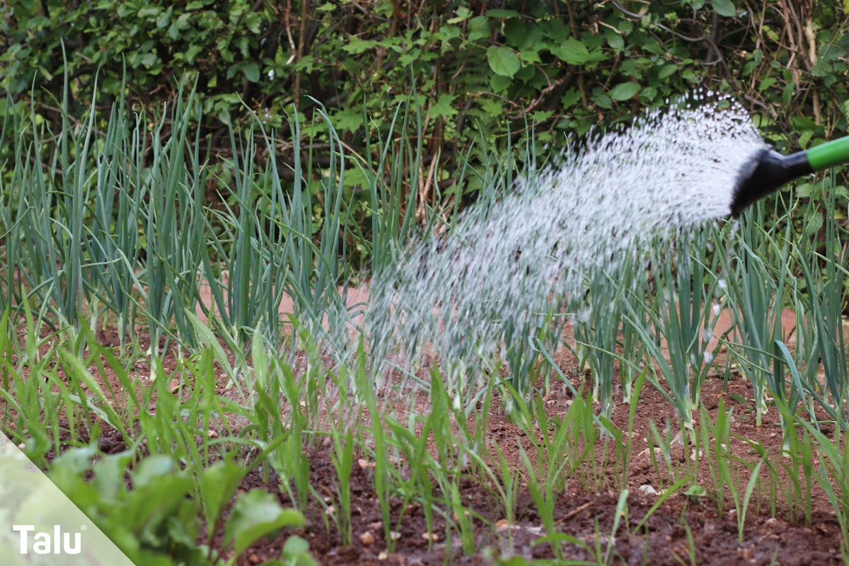 Regenwasser für Toilette und Waschmaschine benutzen, Regenwasser für Gartenpflanzen verwenden