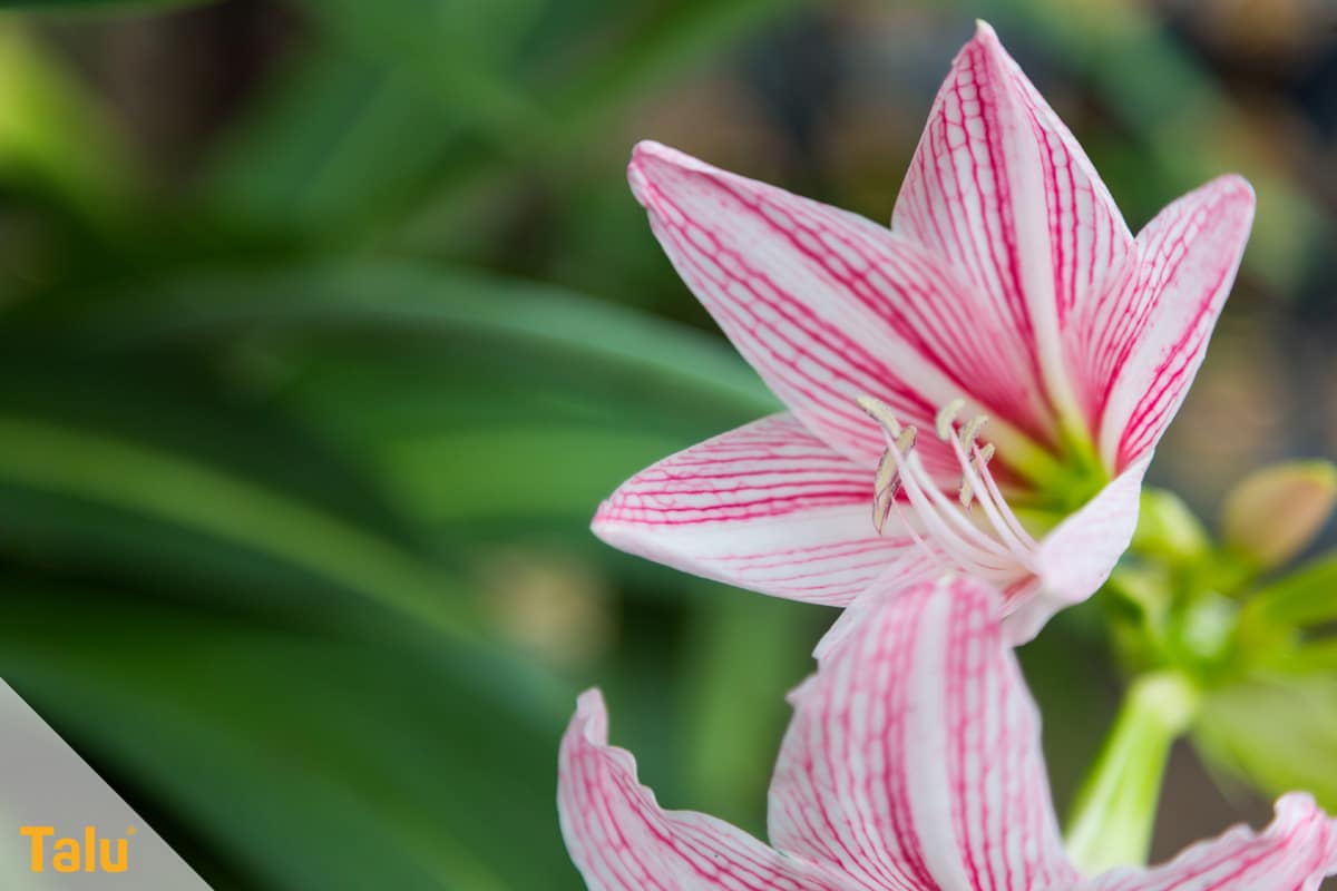 Amaryllis blüht nicht, offene Ritterstern-Blüte