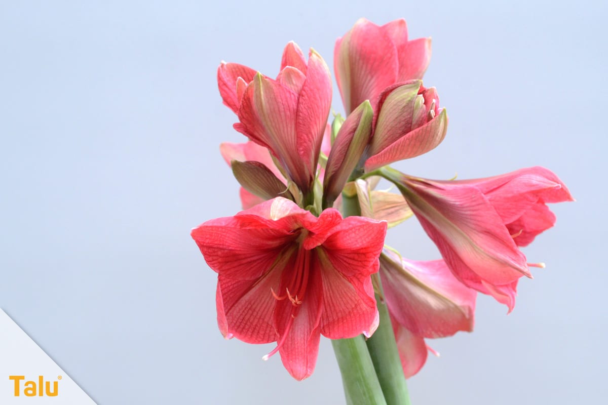 Amaryllis blüht nicht, Ritterstern mit Blüten