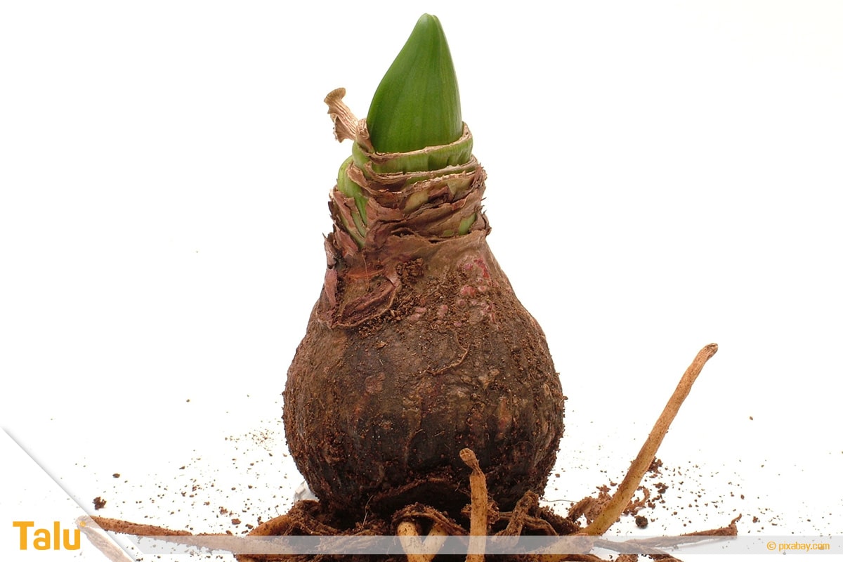 Amaryllis blüht nicht, keimende Zwiebel des Rittersterns
