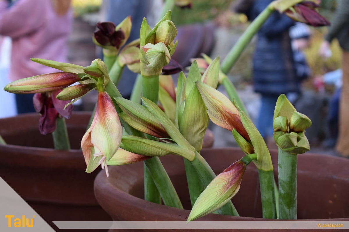 Amaryllis blüht nicht, Amaryllis-Pflanzen