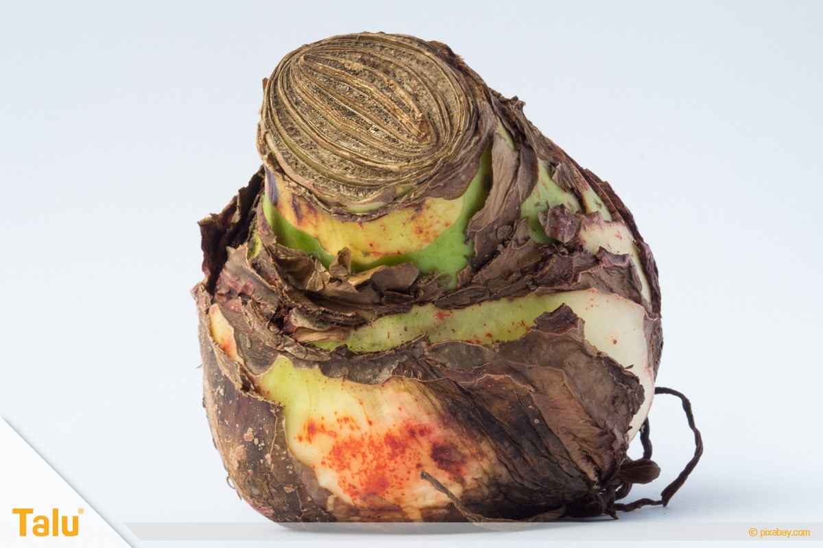 Amaryllis blüht nicht, Zwiebel der Amaryllis