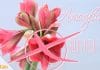 Amaryllis blüht nicht, Abhilfe für Ihren Ritterstern