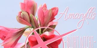 Amaryllis blüht nicht, Abhilfe für Ihren Ritterstern