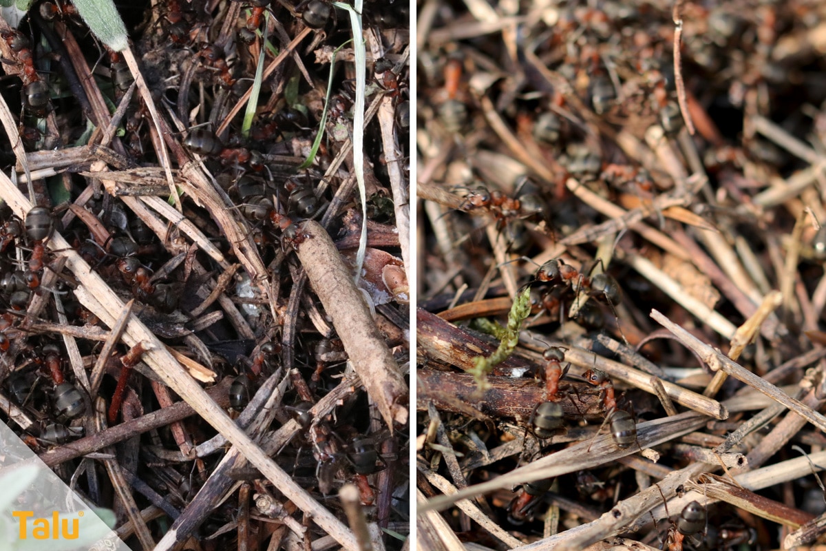 Ameisen im Hochbeet loswerden, Ameisenvolk im Gartenareal