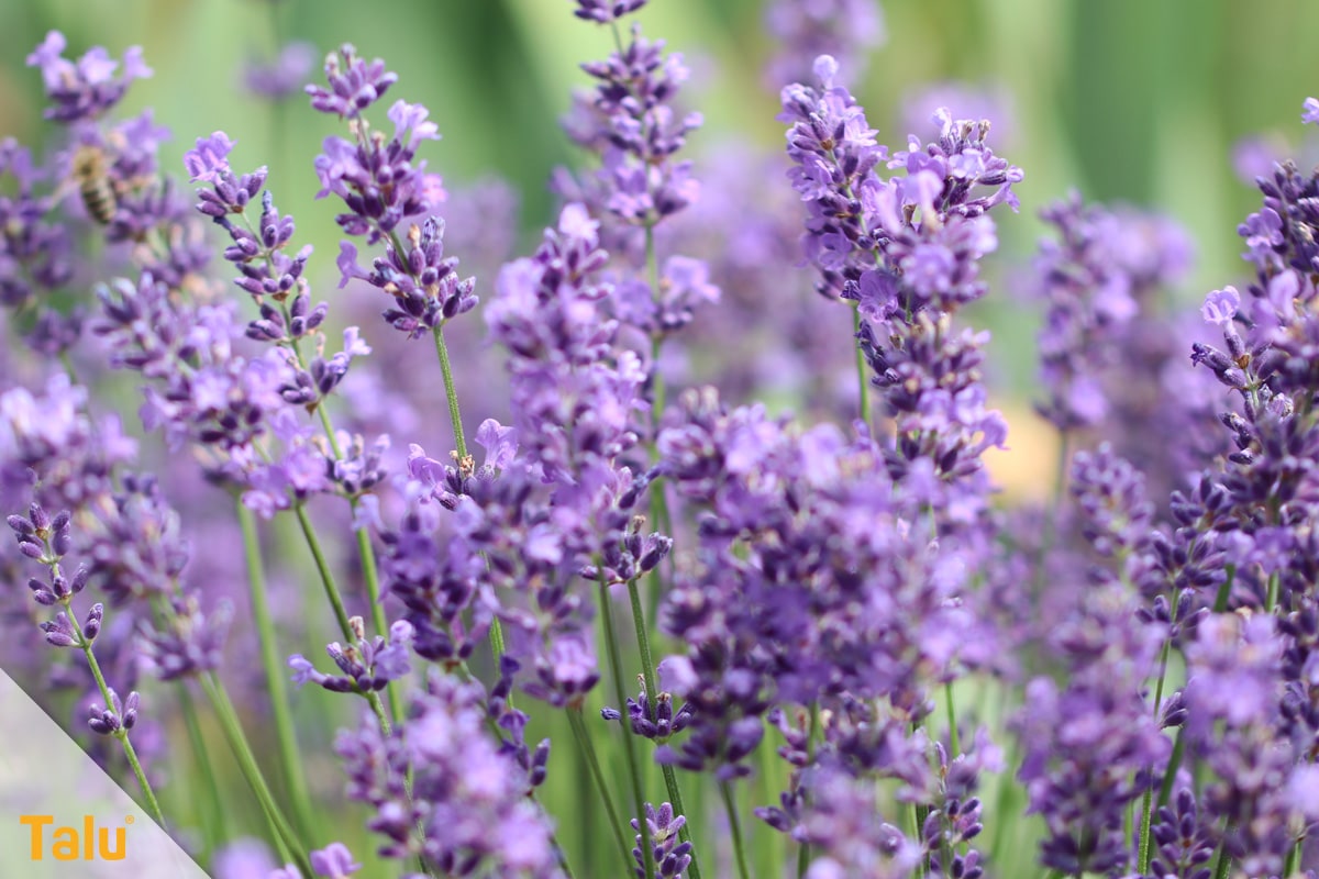 Ameisen im Hochbeet loswerden, Lavendel-Pflanze