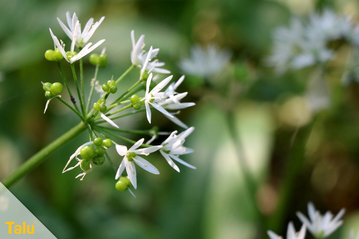 Bärlauch blühend ernten, Bärlauch mit seinen sternförmigen, weißen Blüten
