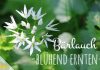 Bärlauch blühend ernten, ist er trotz Blüten essbar