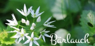 Bärlauch blühend ernten, ist er trotz Blüten essbar
